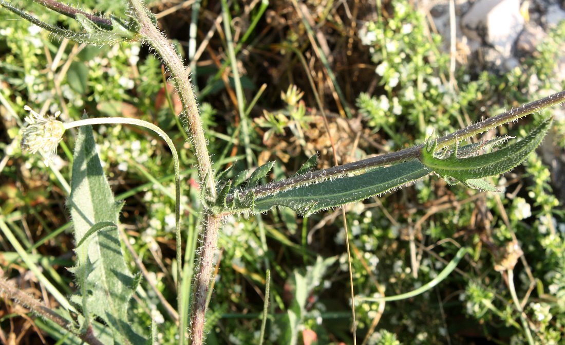 Image of Crepis rhoeadifolia specimen.