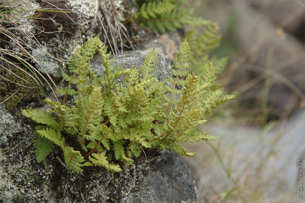 Image of Woodsia ilvensis specimen.