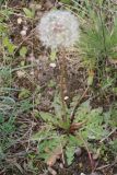 Taraxacum erythrospermum