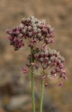 Allium strictum