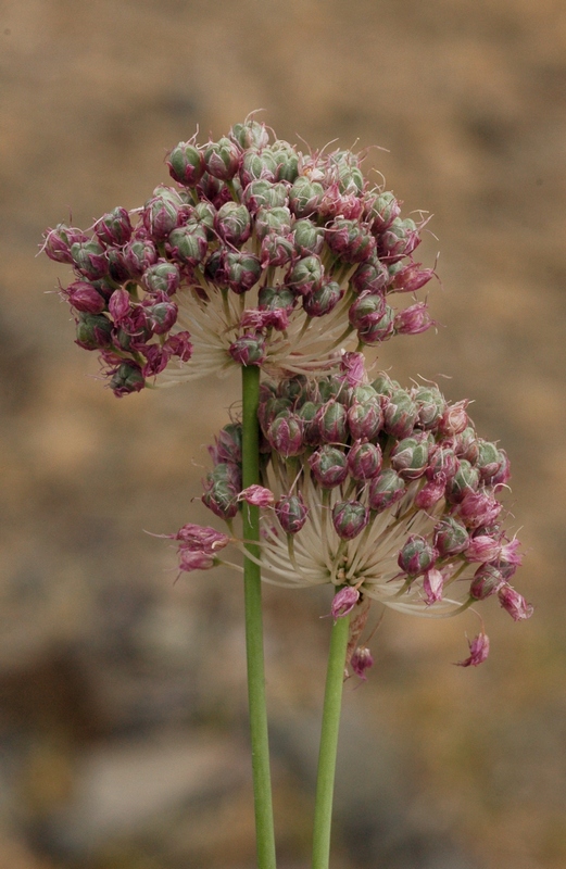 Image of Allium strictum specimen.