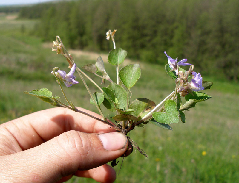 Image of Viola rupestris specimen.