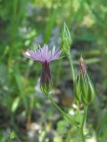 Crupina vulgaris