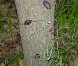 Fritillaria ruthenica