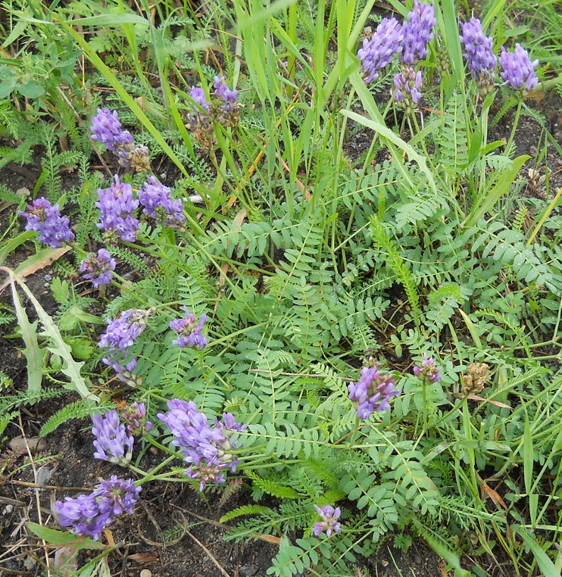 Изображение особи Astragalus danicus.