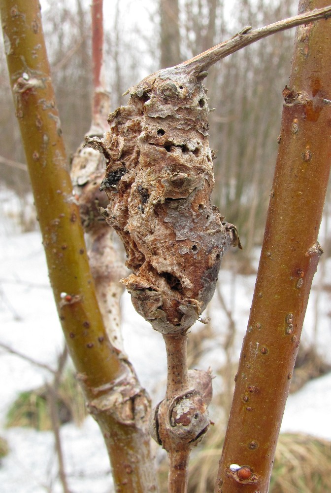 Image of Salix × laurina specimen.