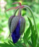 Geranium pratense. Бутон. Ярославль, ул. Большая Норская, фруктовый сад. 27.06.2011.