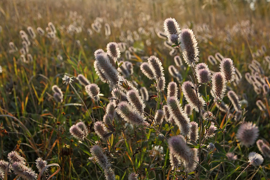 Image of Trifolium arvense specimen.