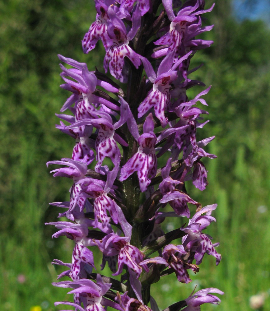 Изображение особи Dactylorhiza fuchsii.