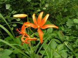 Lilium distichum