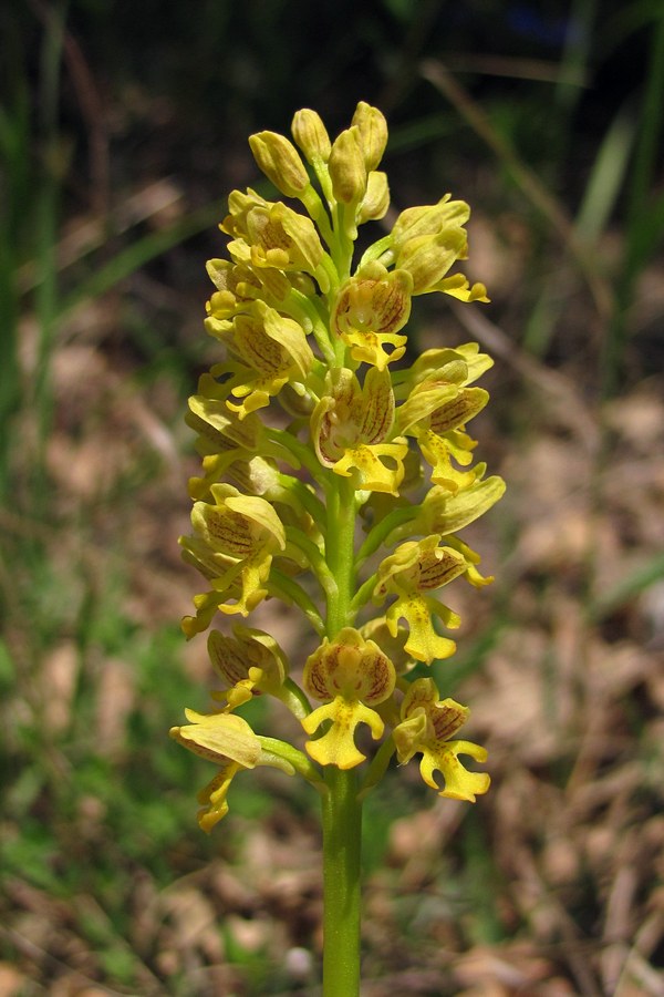 Изображение особи Orchis punctulata.