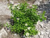 Viburnum opulus