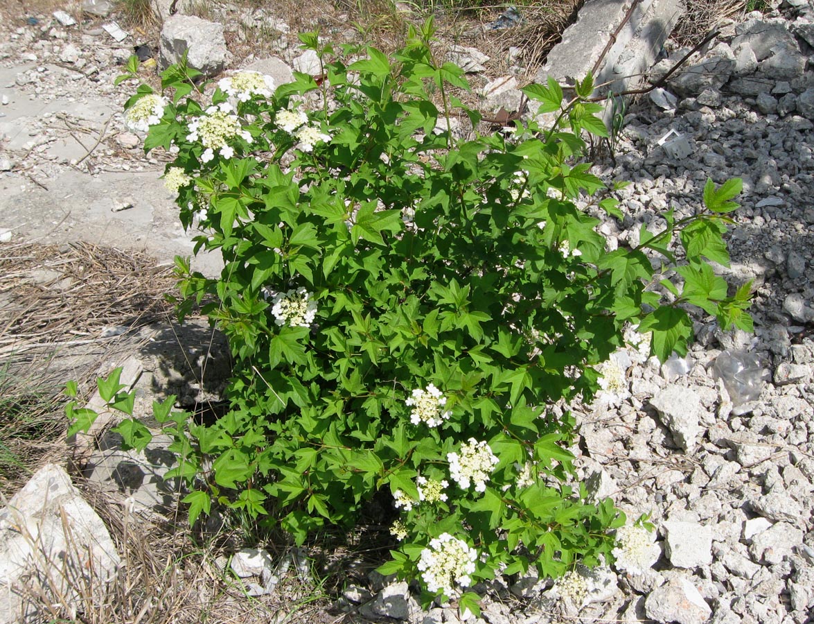 Image of Viburnum opulus specimen.