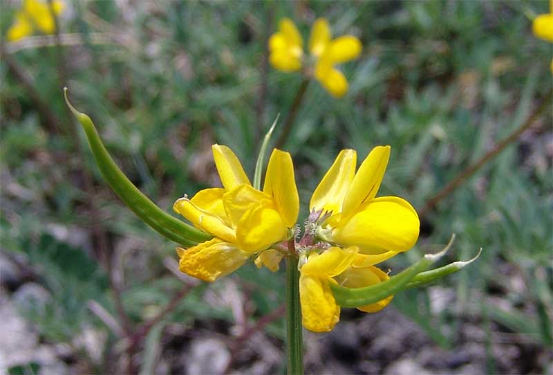 Image of Securigera securidaca specimen.