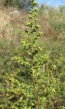 Artemisia arenaria. Соцветие. Зап. Крым, г. Саки, пустырь у оздоровительного комплекса \"Парус\". 24.08.2011.