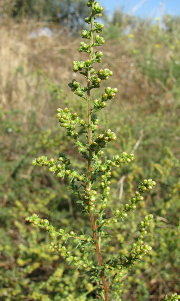 Изображение особи Artemisia arenaria.