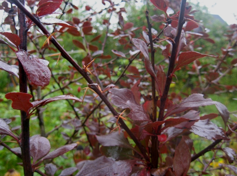 Изображение особи Berberis × ottawensis.