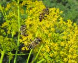 Ferula songarica