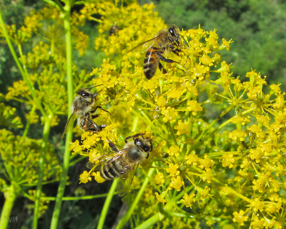 Image of Ferula songarica specimen.