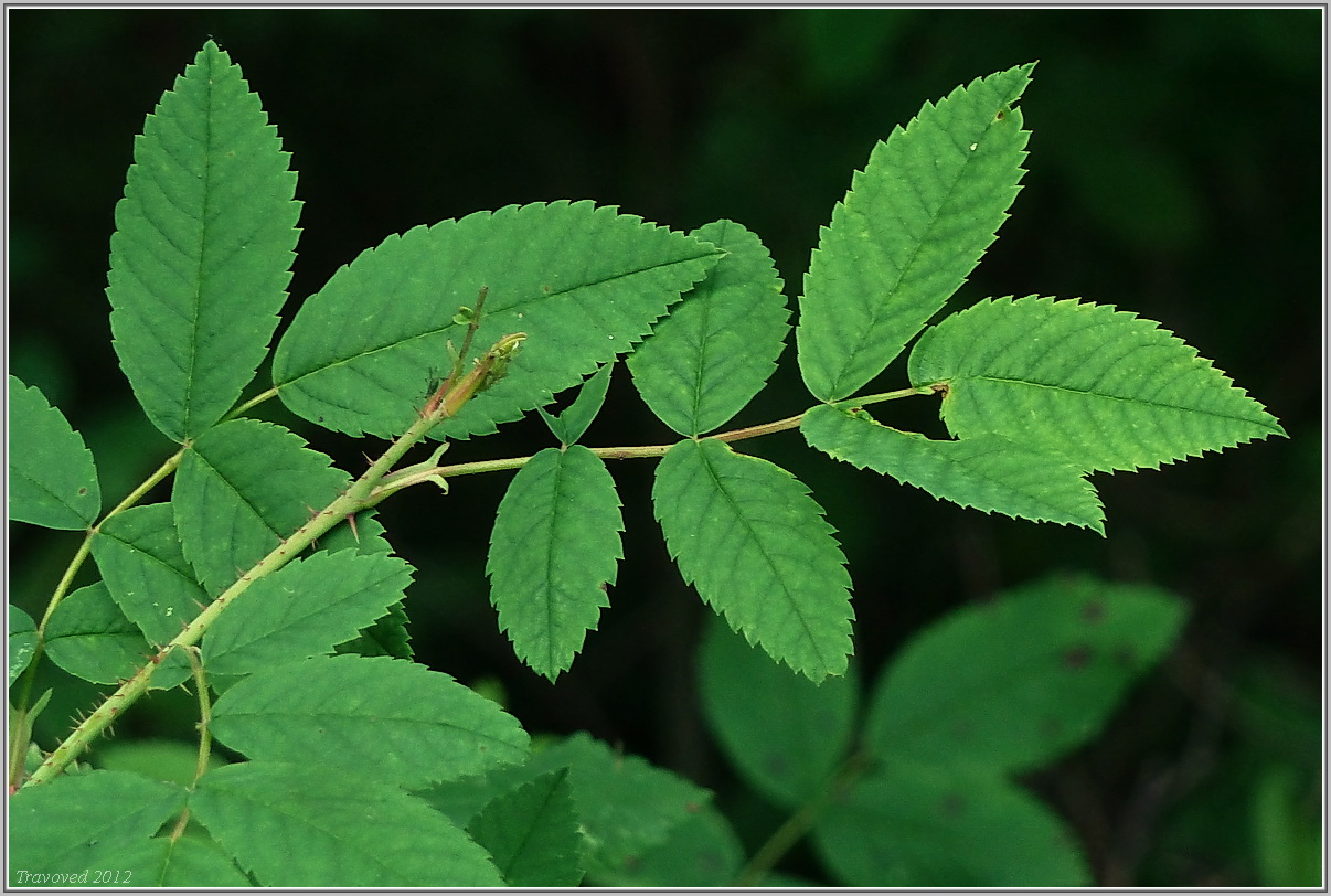 Image of Rosa acicularis specimen.