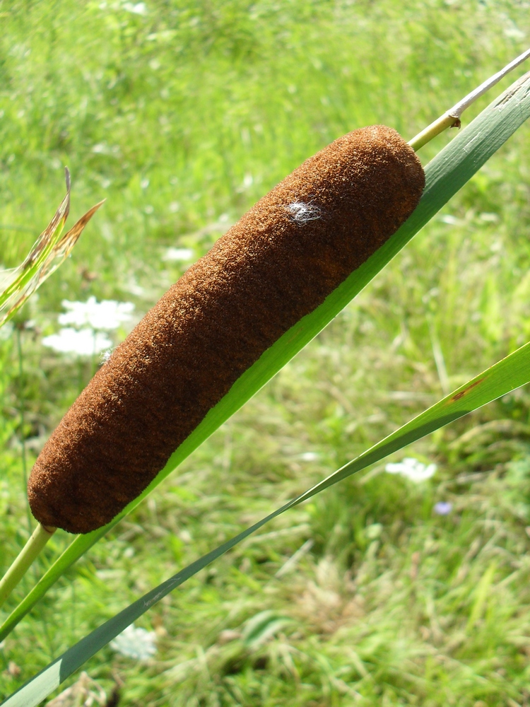 Изображение особи Typha intermedia.