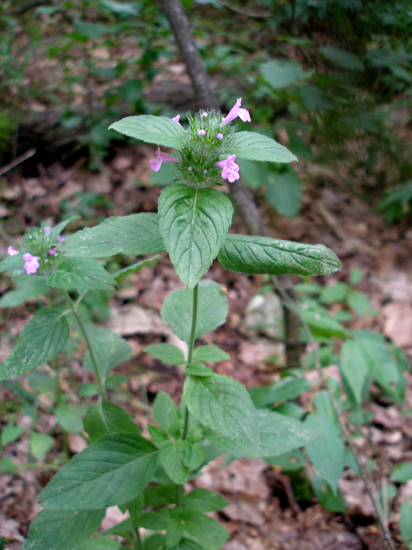 Image of Clinopodium vulgare specimen.