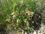 Trifolium polyphyllum. Цветущее растение. Кабардино-Балкария, склон г. Сирх, 2800 н.у.м. 23.07.2012.