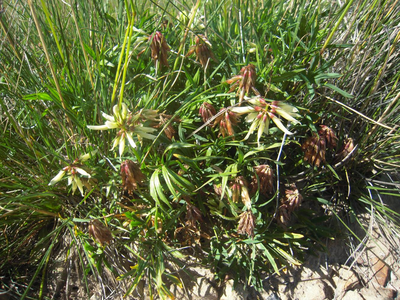 Image of Trifolium polyphyllum specimen.