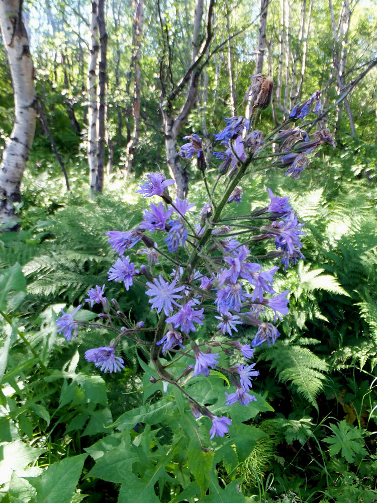 Image of Cicerbita alpina specimen.