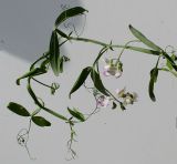 Lathyrus latifolius. Верхушка цветущего побега. Германия, г. Кемпен, у дороги. 10.07.2012.