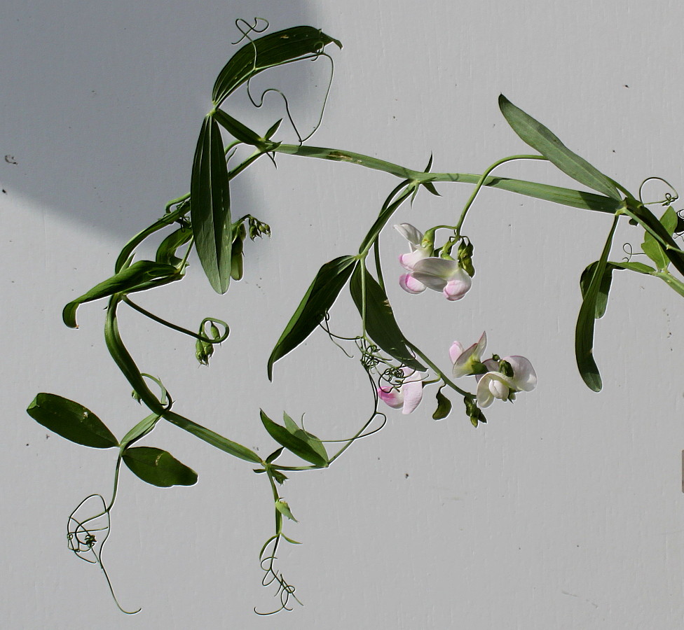 Изображение особи Lathyrus latifolius.