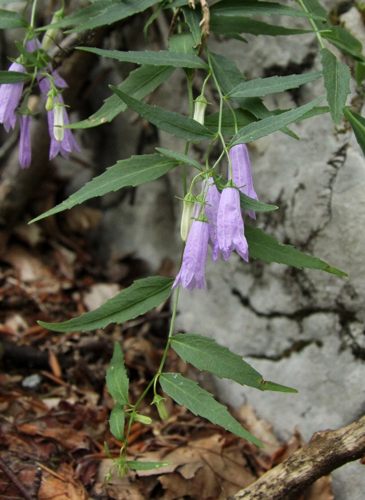 Image of Campanula tommasiniana specimen.