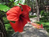 Hibiscus rosa-sinensis. Цветок. Турция, пров. Анталья, пос. Текирова, в озеленении. 26.05.2012.