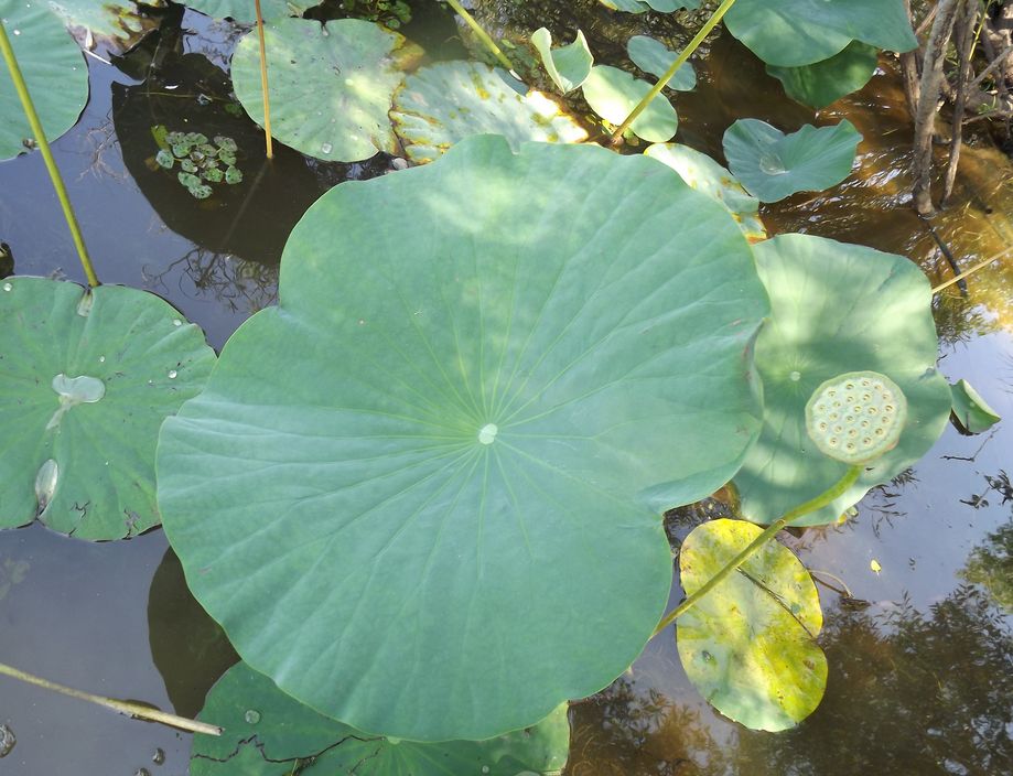 Image of Nelumbo komarovii specimen.