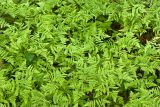 Gymnocarpium dryopteris