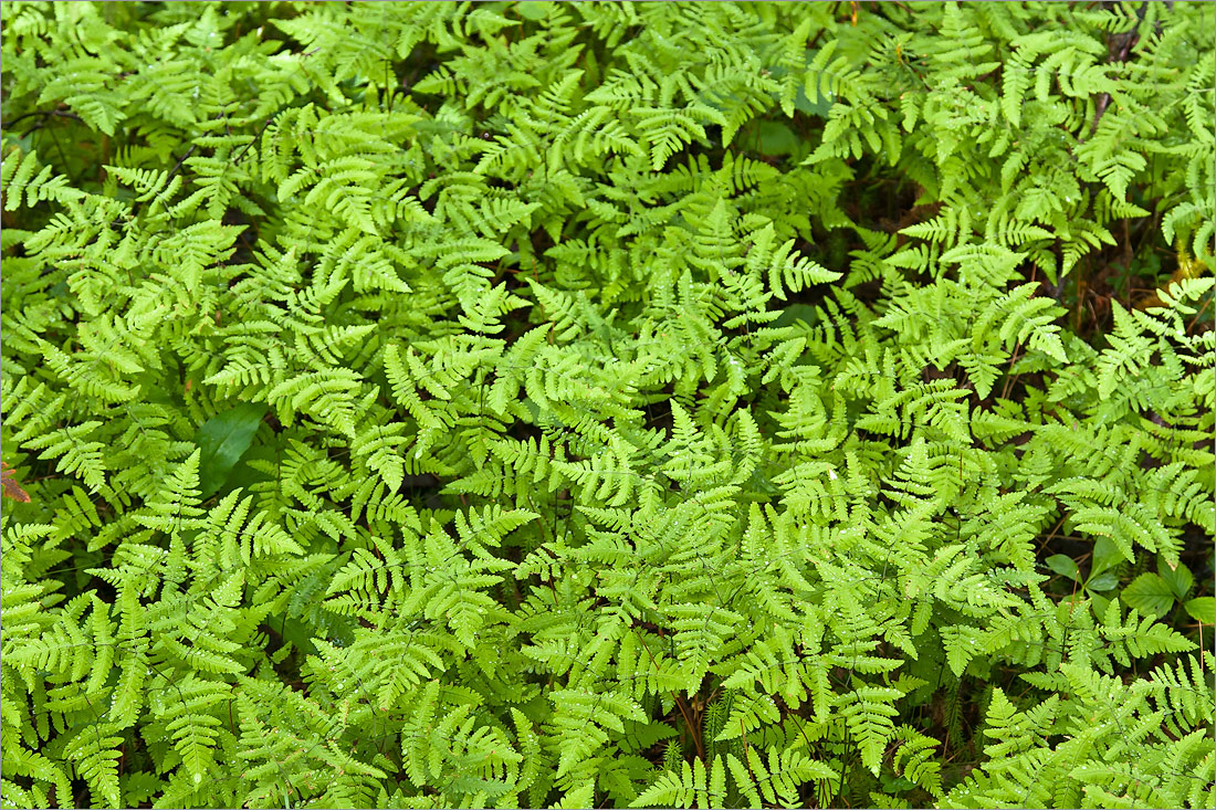 Image of Gymnocarpium dryopteris specimen.