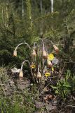 Tussilago farfara. Отцветающее растение. Карельский перешеек, окр. Сертолово. 10.05.2009.