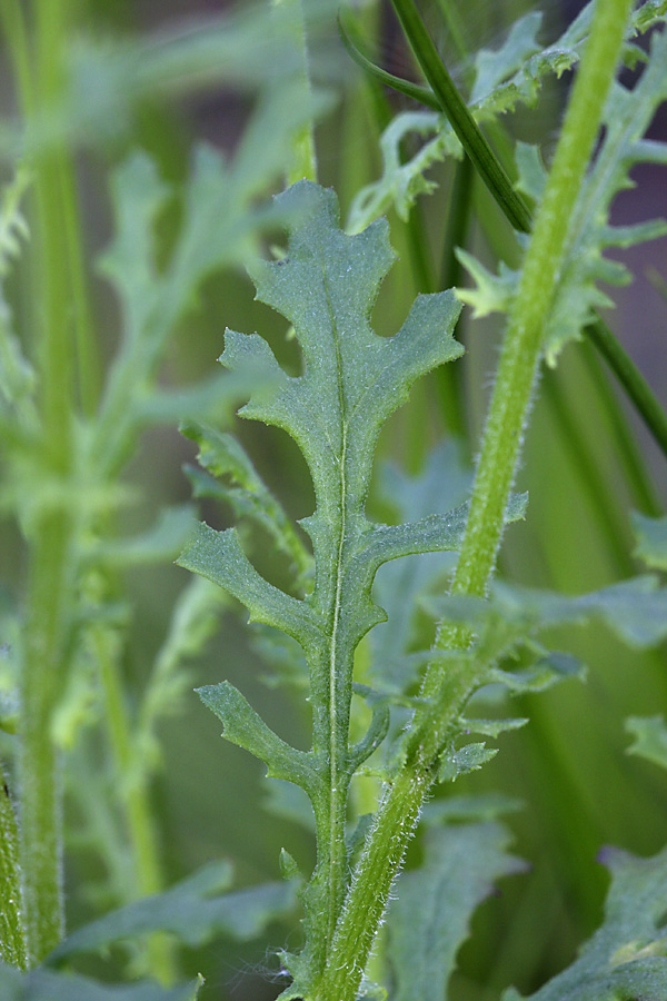 Image of Senecio sylvaticus specimen.