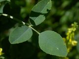 Melilotus officinalis