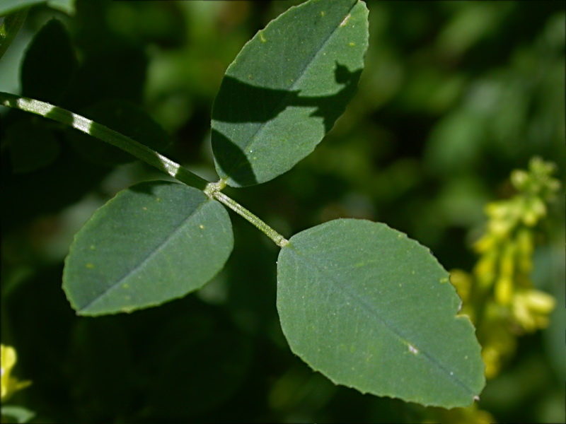 Изображение особи Melilotus officinalis.