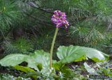 Bergenia crassifolia