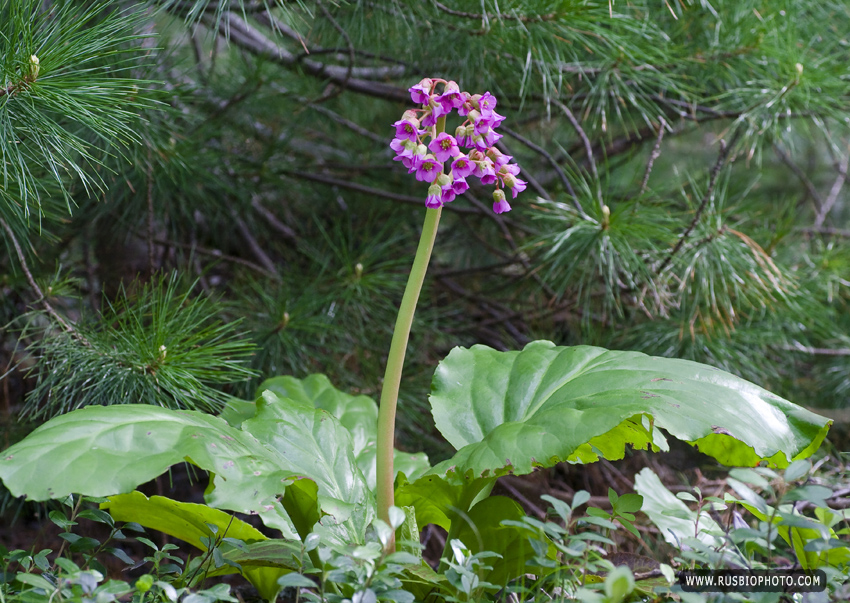 Изображение особи Bergenia crassifolia.