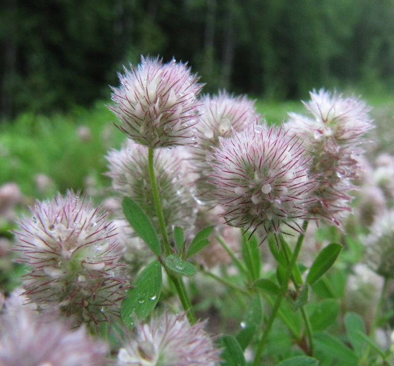 Image of Trifolium arvense specimen.