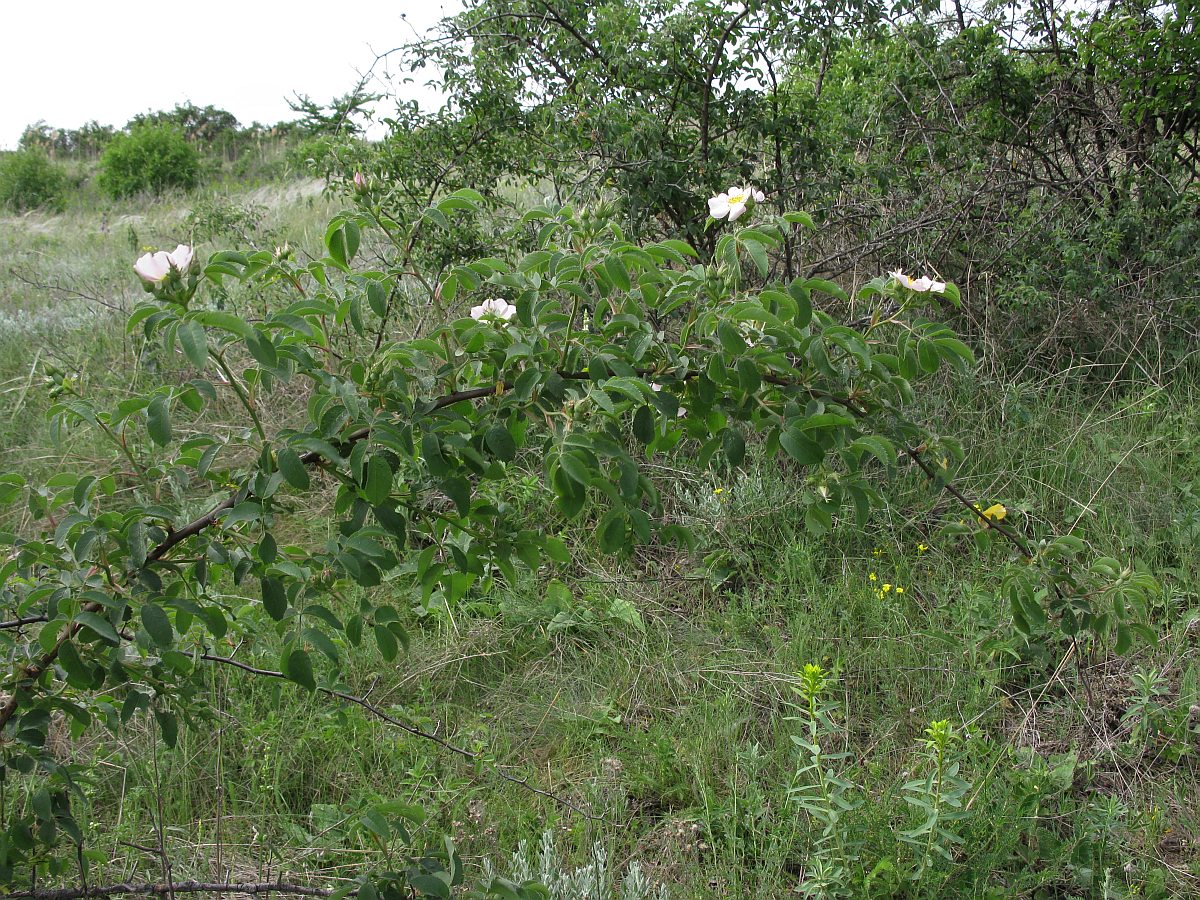 Image of Rosa podolica specimen.