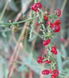 Chenopodium nutans. Часть веточки с плодами. Израиль, г. Беэр-Шева, сорняк в живой изгороди. 27.11.2012.