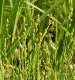 Carex canescens