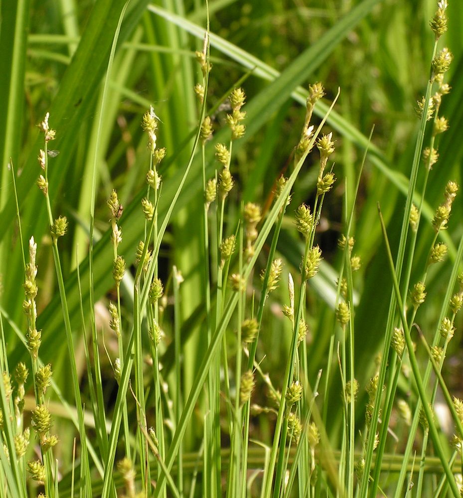 Изображение особи Carex canescens.