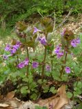 Glechoma hederacea