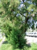 genus Tamarix