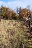 Bothriochloa ischaemum. Цветущее растение. Узбекистан, г. Ташкент, пос. Улугбек, санитарно-защитная зона. 28.10.2012.